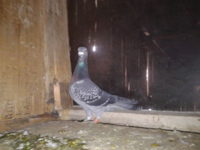 Porumbei Mei (304) - Amintiri