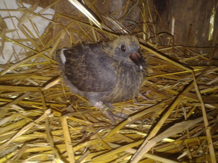 Porumbei Mei (323) - Amintiri