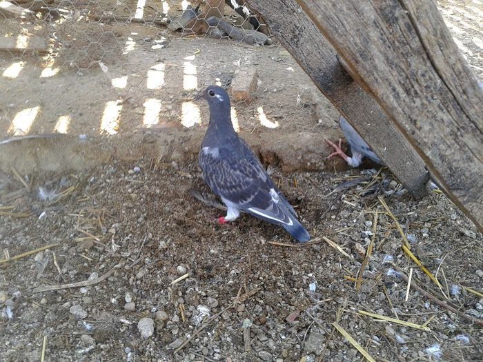 Porumbei Mei (324) - Amintiri