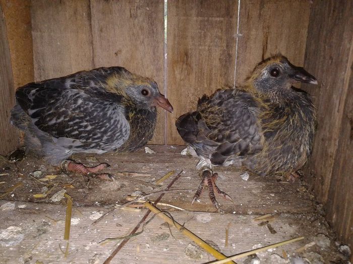 Porumbei Mei (336) - Amintiri