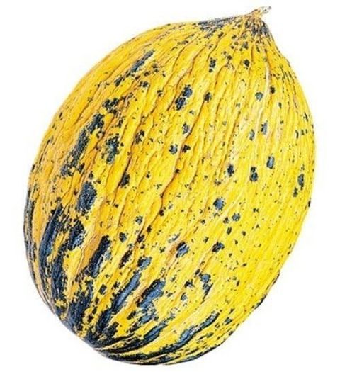kirkagac - pepeni galbeni seminte