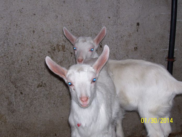 Picture 015 - Ieduti 2014