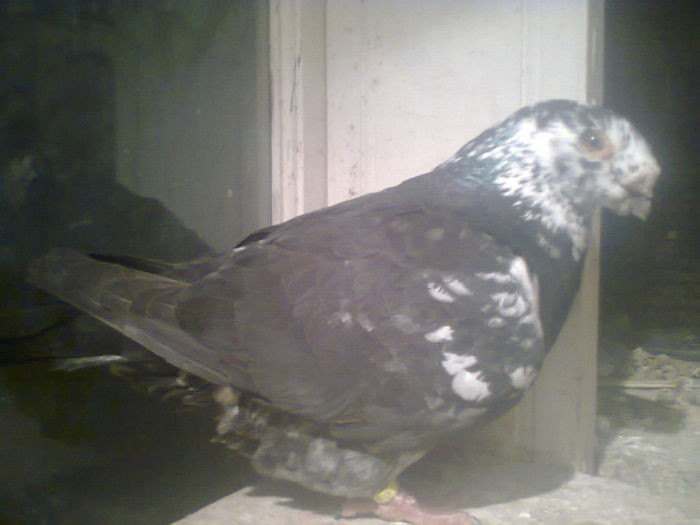 Fotografie2945. - Americani matca 2014-2015-Nu mai detin