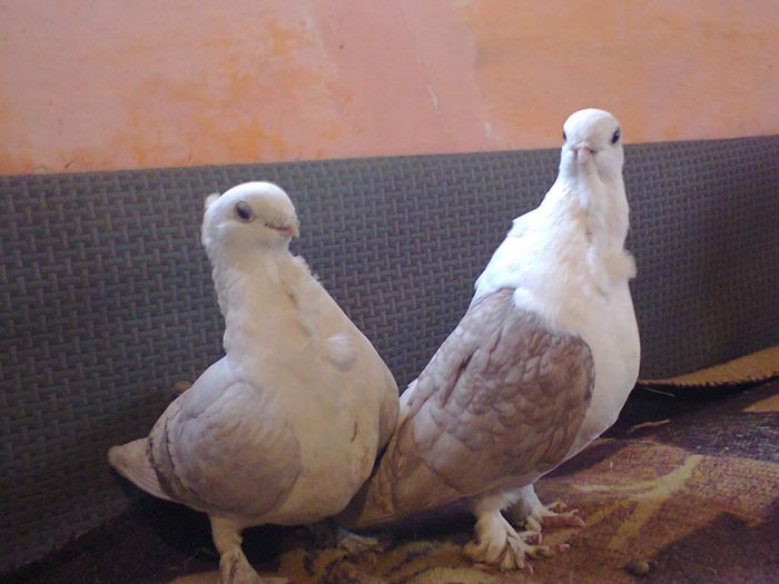 Fotografie0466 - porumbei misirlii
