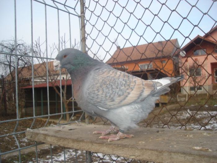 M-2010 H - Perechi 2014