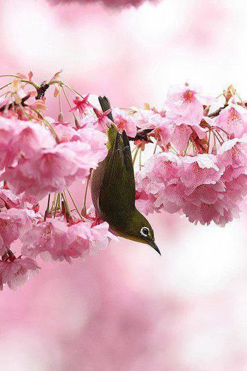 1545610_201098143417498_2053935724_n - Animale-pasari - insecte