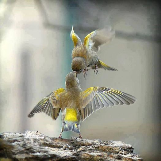 1558495_202920236568622_258285019_n - Animale-pasari - insecte