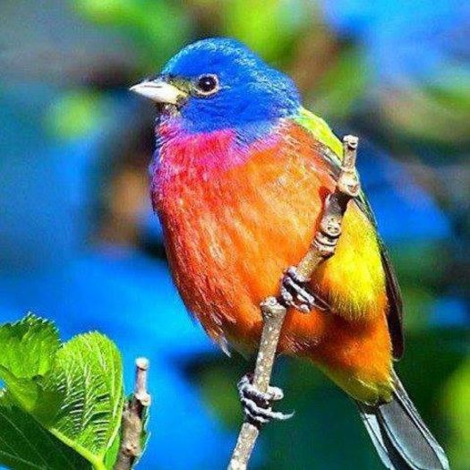 1604494_204248726435773_1469615005_n - Animale-pasari - insecte