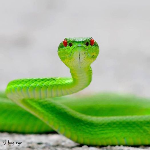 1604667_200196820174297_441796842_n - Animale-pasari - insecte