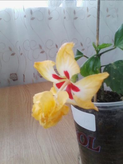 Multumesc Olguta - hibiscusi 2014