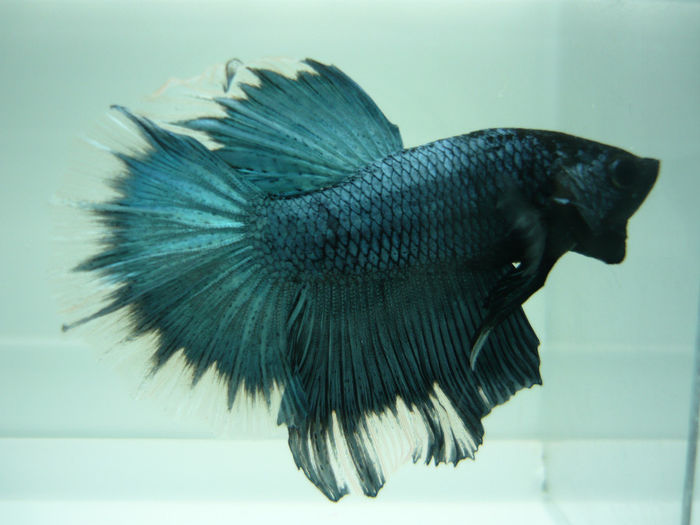 P1090337 - Betta HM