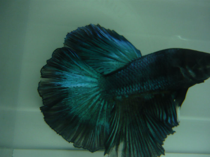 P1090356 - Betta HM