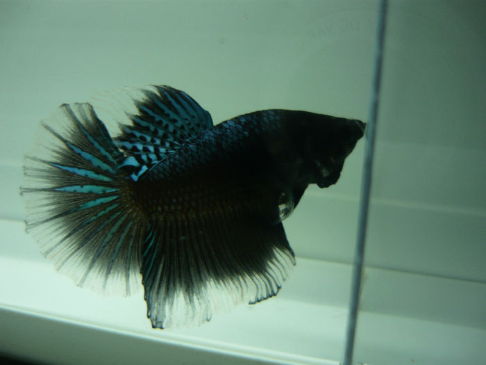 P1090368 - Betta HM