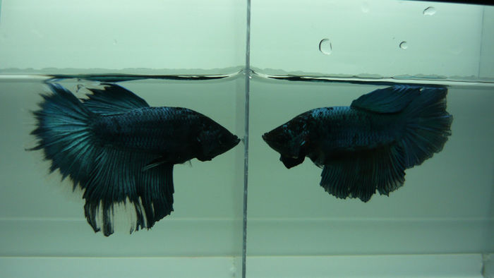 P1090389 - Betta HM