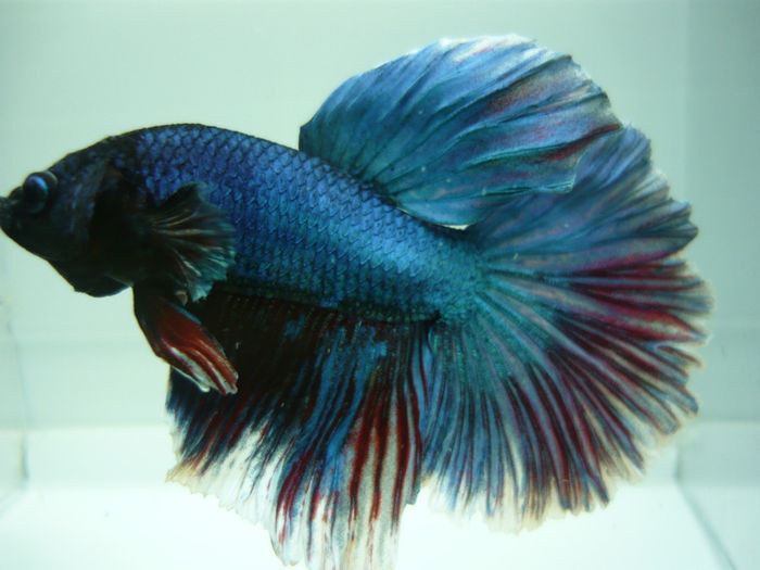 P1090464 - Betta HM