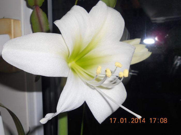 DSCN4437