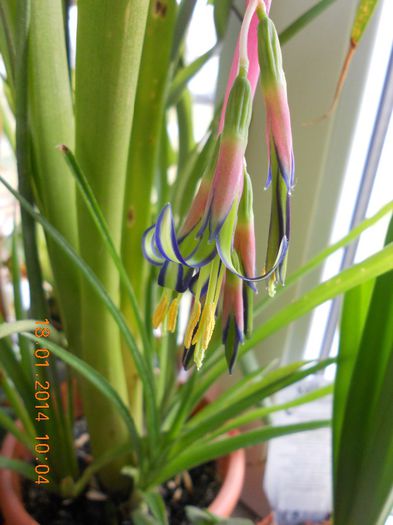 DSCN4438 - Billbergia Nutans