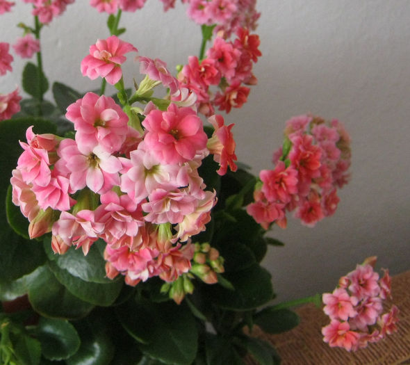 30 ianuarie 2014 - KALANCHOE