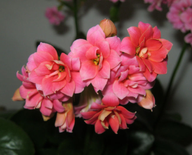 IMG_3775 - KALANCHOE