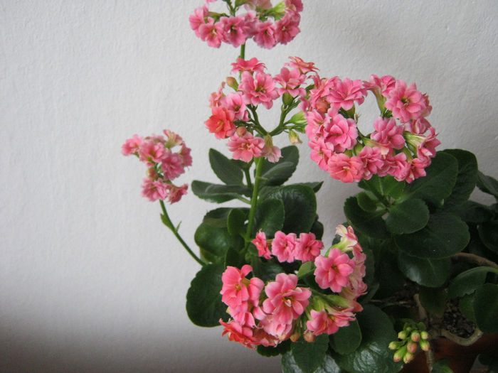 IMG_3781 - KALANCHOE