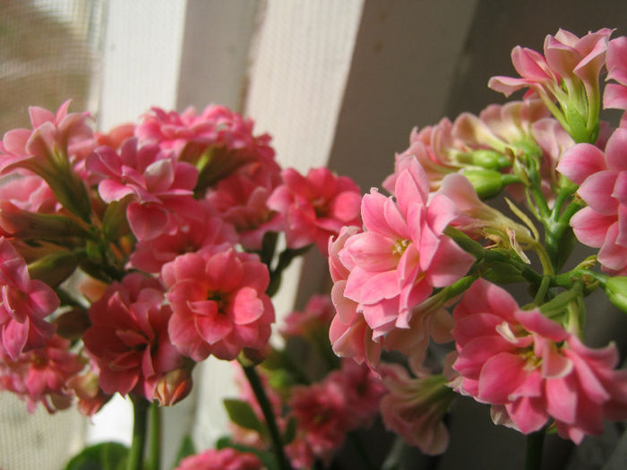 IMG_3797 - KALANCHOE