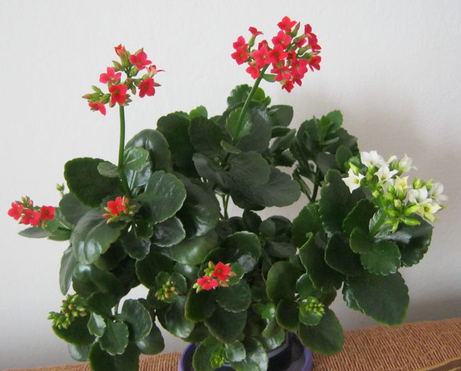 IMG_3954-1 - KALANCHOE