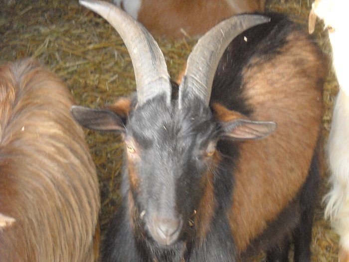 poza 074 - Ianuarie 2014