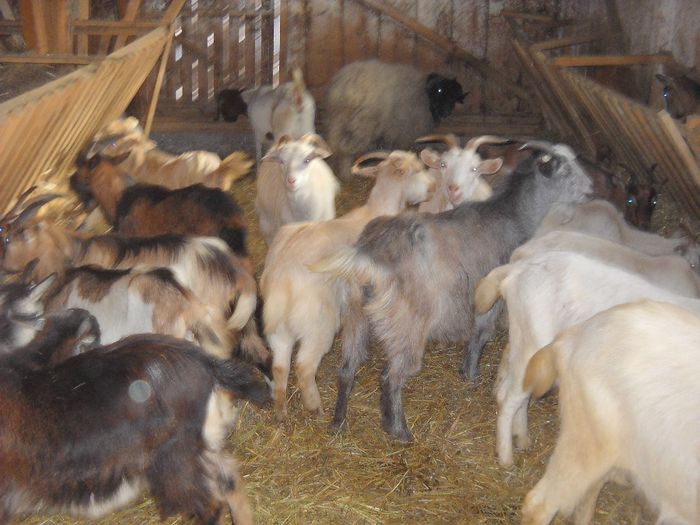 poza 080 - Ianuarie 2014