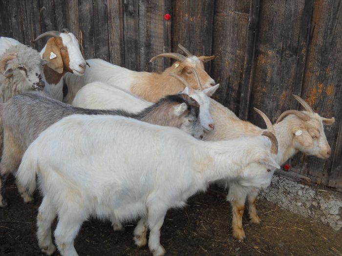 poza 124 - Ianuarie 2014