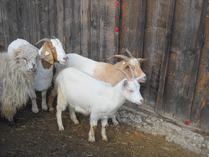 poza 125 - Ianuarie 2014