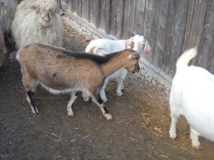 poza 130 - Ianuarie 2014