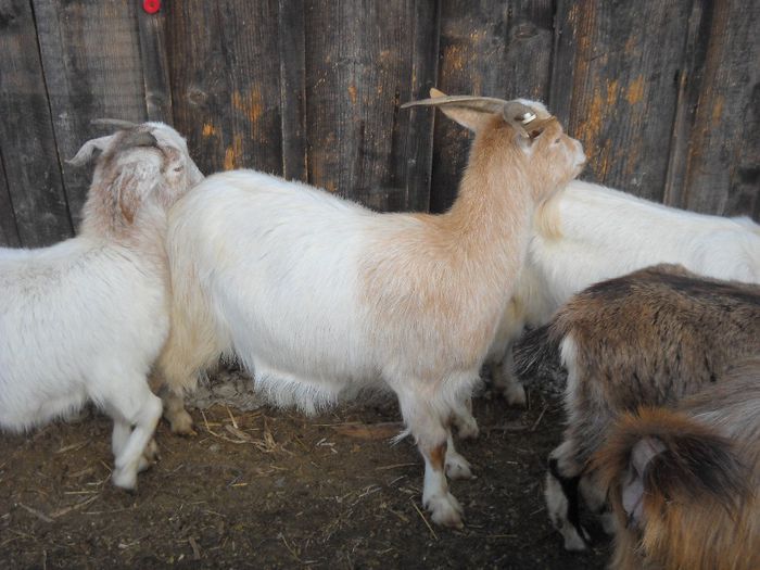 poza 132 - Ianuarie 2014