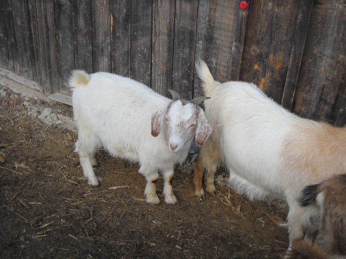 poza 133 - Ianuarie 2014