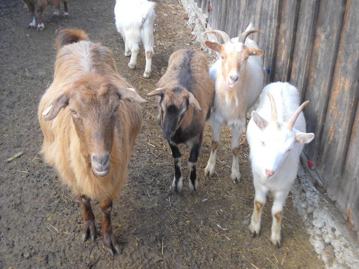 poza 135 - Ianuarie 2014