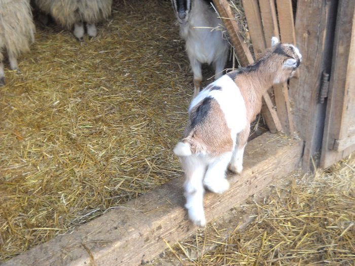 poza 136 - Ianuarie 2014