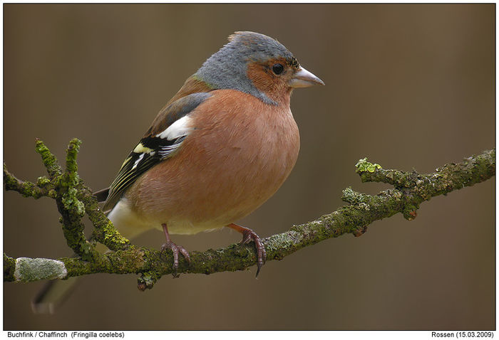 Buchfink im Apfelbaum 150309-3297