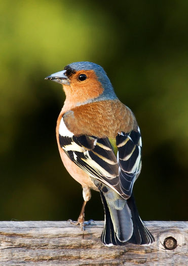 Fringilla_coelebs_chaffinch_male_edit2 - Achiziti noi cu Pasari Salbatice Cinteza Gimpli Grinling