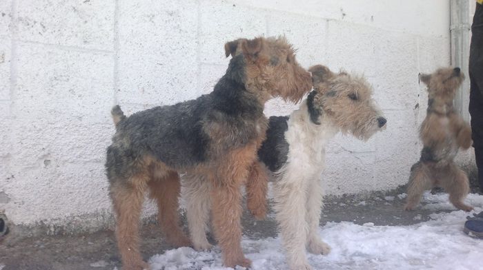 30012014199 - Vand cateii  Welsh Terrier