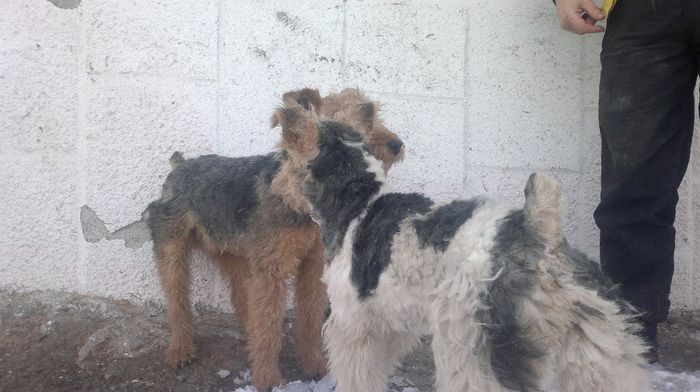 30012014200 - Vand cateii  Welsh Terrier