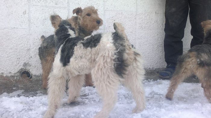 30012014201 - Vand cateii  Welsh Terrier