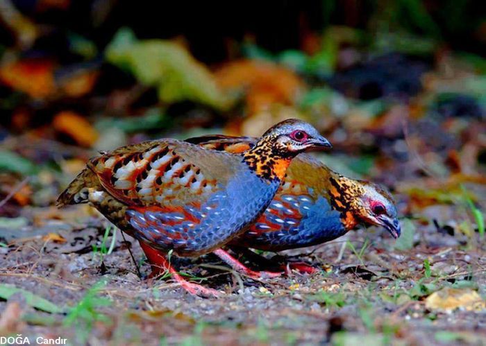 1545600_621879954534458_1945794383_n