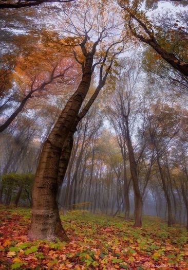 1610072_621921477863639_497967191_n - Natura sub toate formele ei