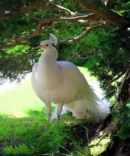 1618590_622160934506360_14014347_n - Natura sub toate formele ei