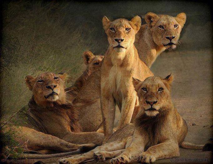 1622727_621915547864232_1022282833_n - Natura sub toate formele ei