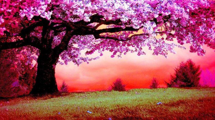 1623742_621961381192982_187179267_n - Natura sub toate formele ei