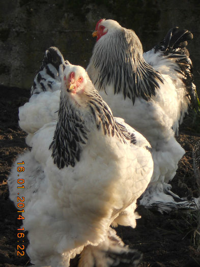 http:mariusvinga.sunphoto.ro