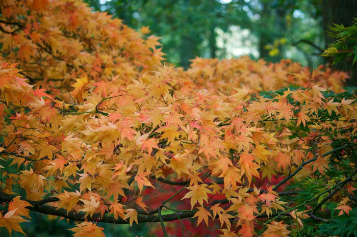 Acer palmatum Katsura.