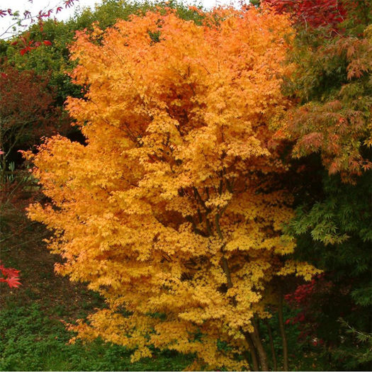 acer sangokaku