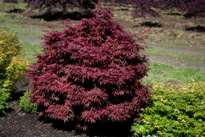 acer_Brandts Dwarf.