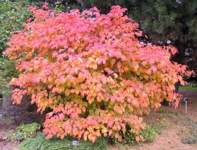 acer_japonicum_aconitifolium - ARTARI JAPONEZI DE VANZARE